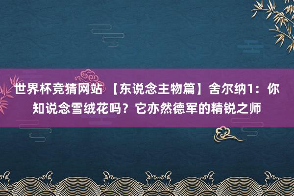 世界杯竞猜网站 【东说念主物篇】舍尔纳1:你知说念雪绒花吗?它亦然德军的精锐之师